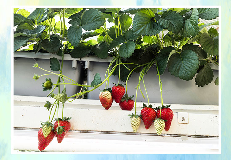 草莓1920網(wǎng)50像素2025年3月12日網(wǎng)頁(yè)_07.jpg 草莓1920網(wǎng)50像素2025年3月12日網(wǎng)頁(yè)_07.jpg