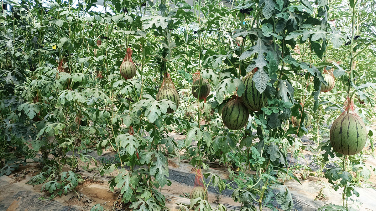 西瓜用切.jpg 西瓜用切.jpg