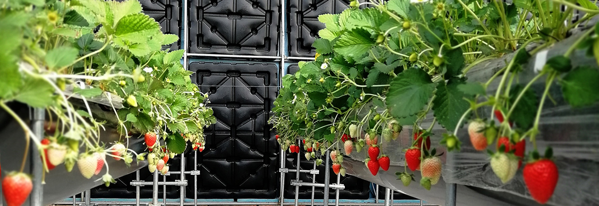 草莓切.jpg 草莓切.jpg