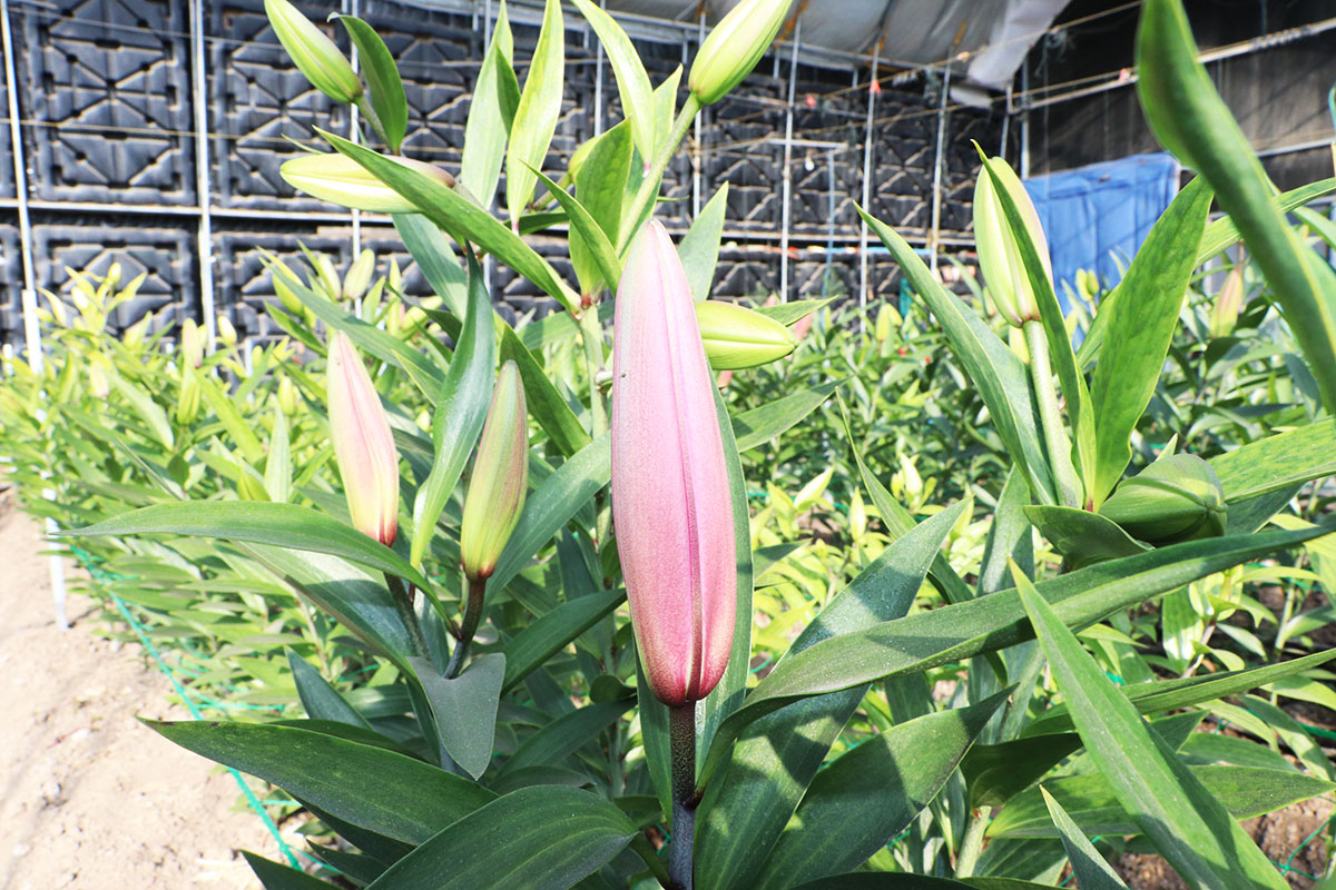 IMG_2187切.jpg IMG_2187切.jpg